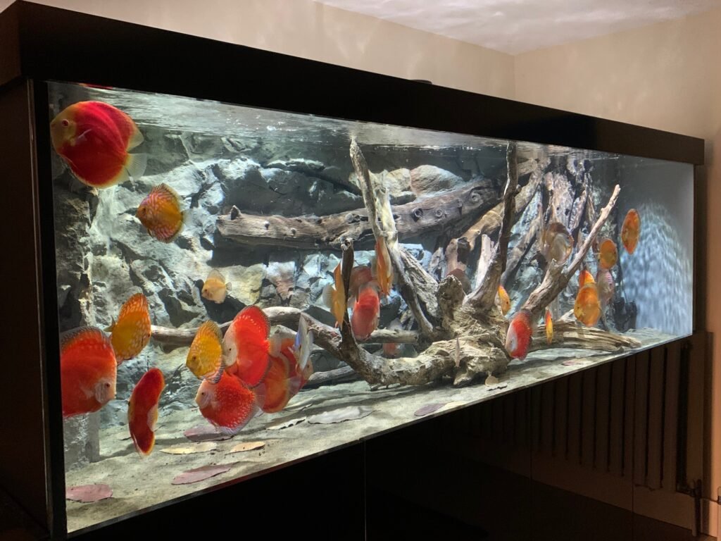 custom aquariums for doctors office