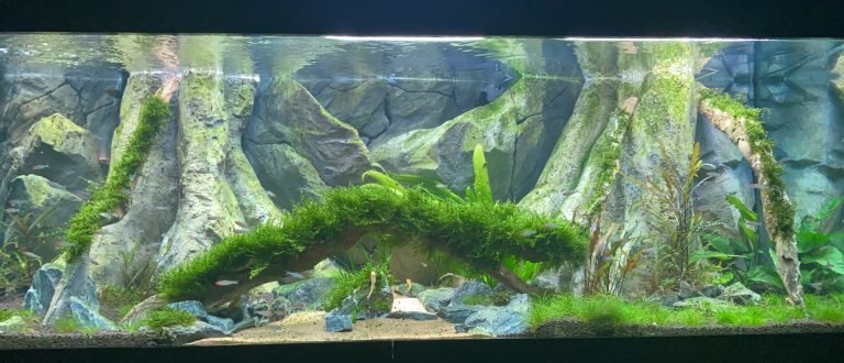 The most expensive aquariums in Australia and Melburne